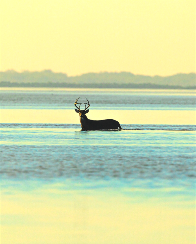 Main image Lone Buck - Texas Gold Collection