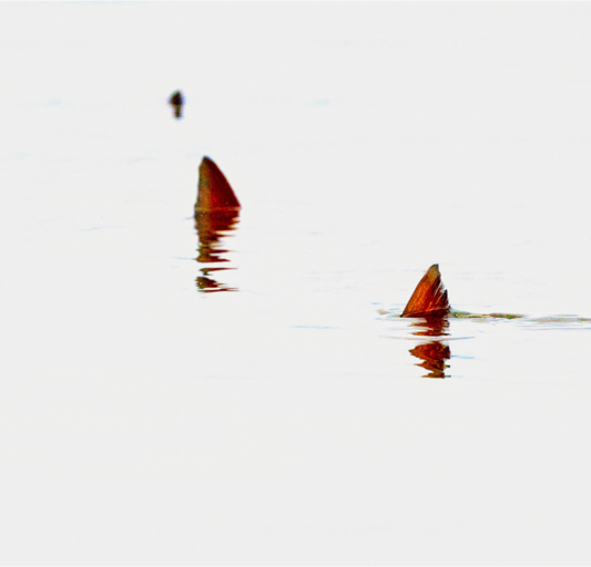 Main image Three Tails