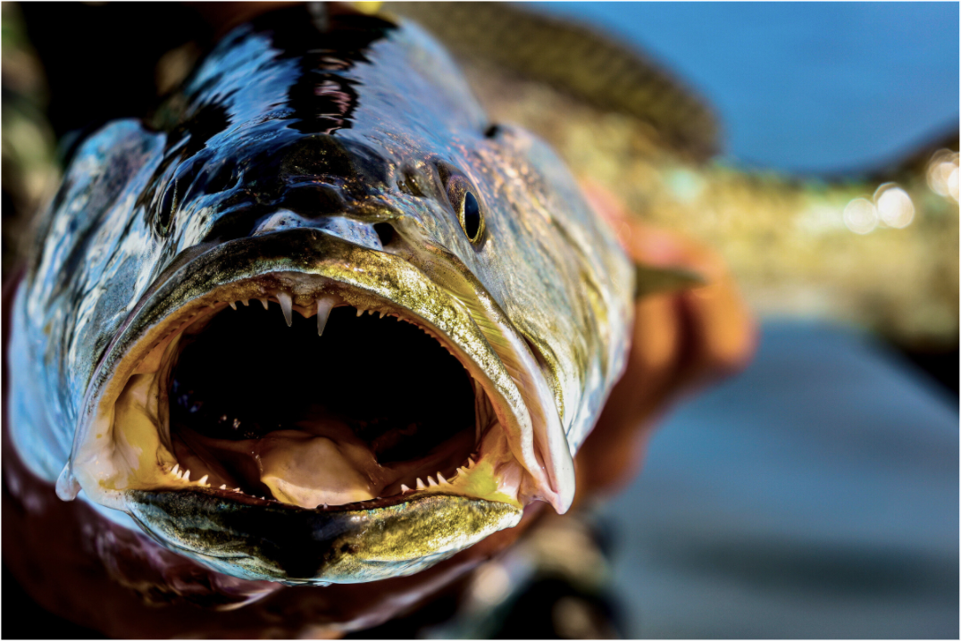 Main image TROUT PORTRAIT — LAGUNA Limited Edition