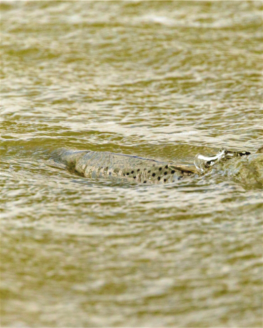 Main image Gator Sunning - Texas Gold Collection