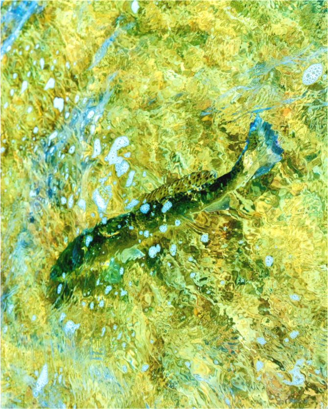 Main image Returning Home - Texas Gold Collection