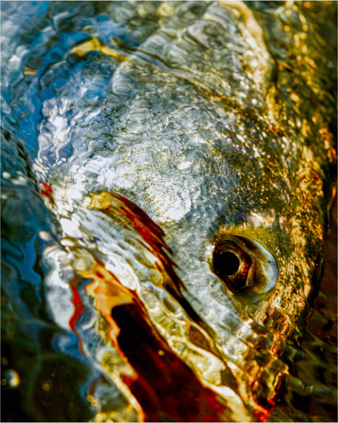 Main image TEXAS GOLD — LAGUNA Limited Edition