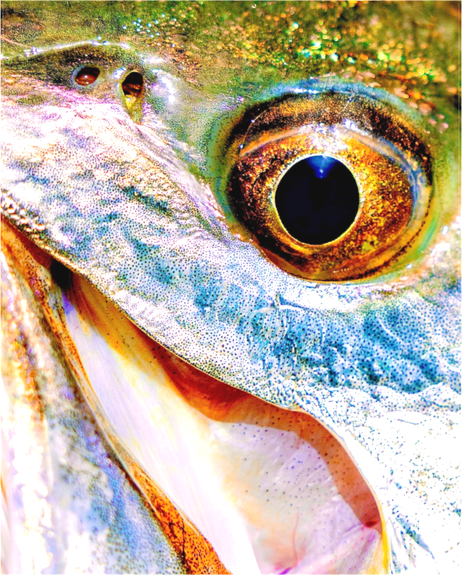 Main image Face First - Texas Gold Collection