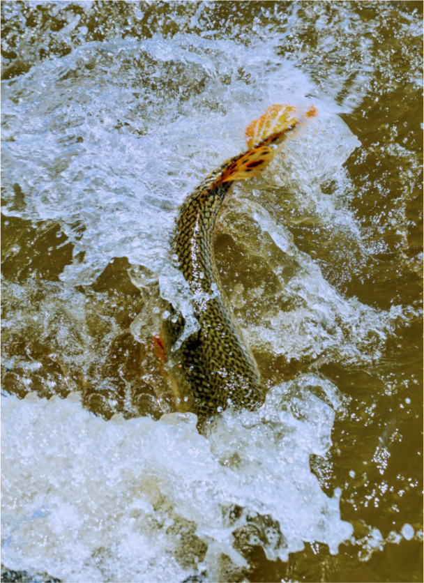 Main image Trout Fight in White Water — Collection 09, The Fight Handle: trout-fight-white-water