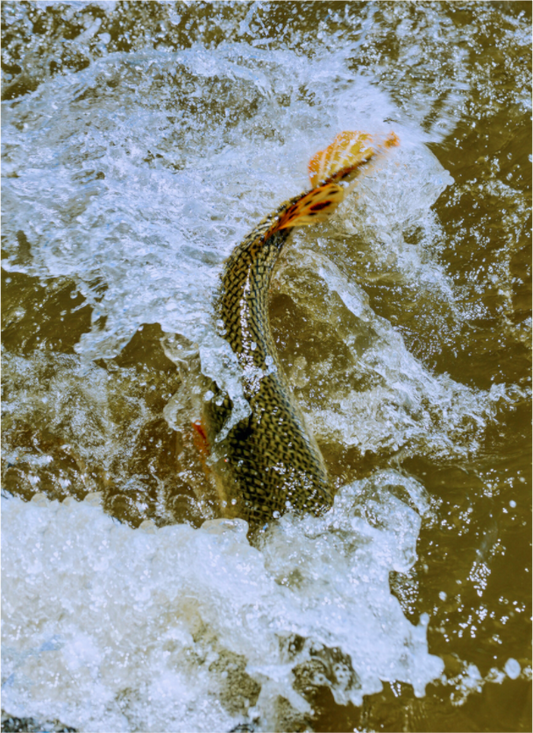 Main image Trout Fight in White Water — Collection 09, The Fight Handle: trout-fight-white-water