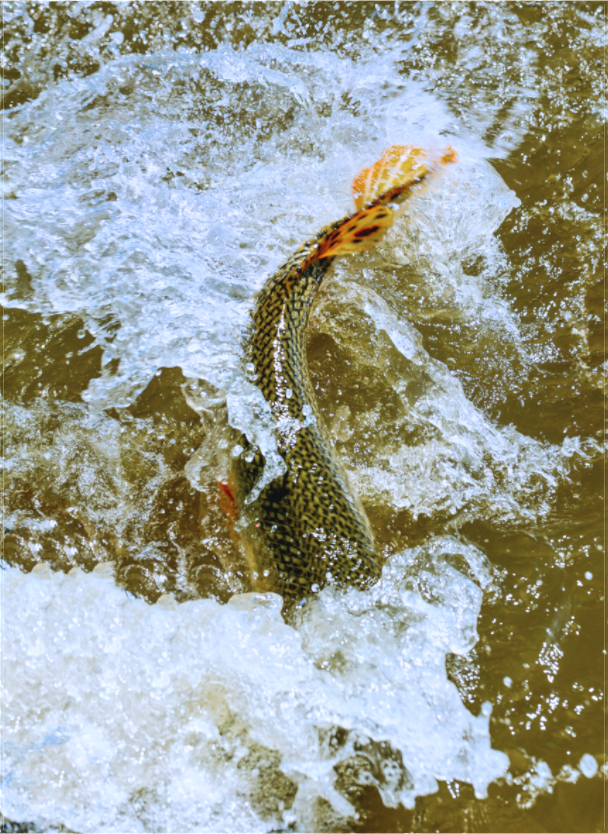 Main image Trout Fight in White Water — Collection 09, The Fight Handle: trout-fight-white-water