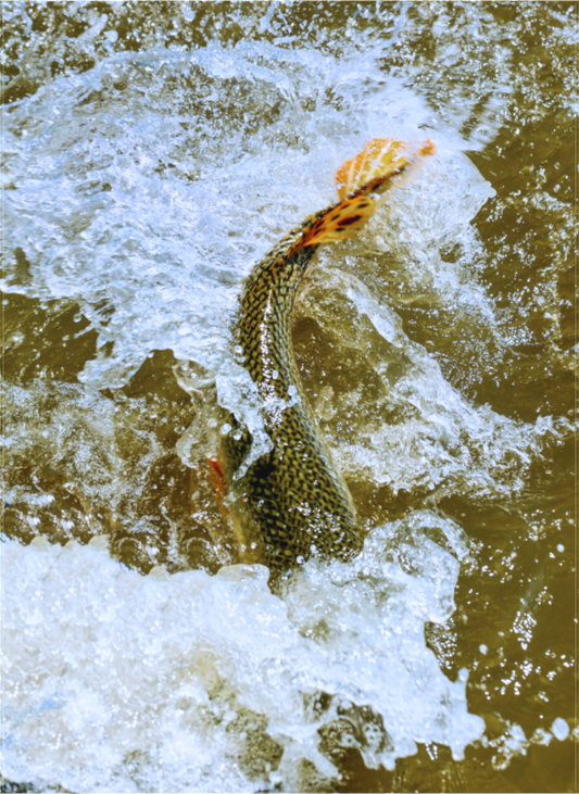 Main image Trout Fight in White Water — Collection 09, The Fight Handle: trout-fight-white-water