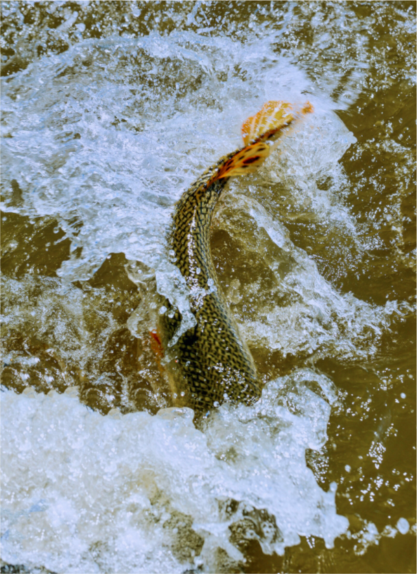 Main image Trout Fight in White Water — Collection 09, The Fight Handle: trout-fight-white-water