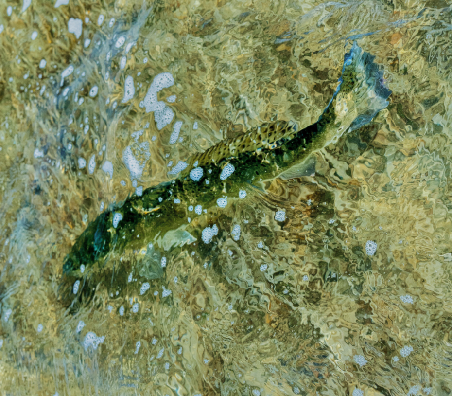 Main image Returning Home