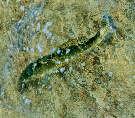 Main image Returning Home