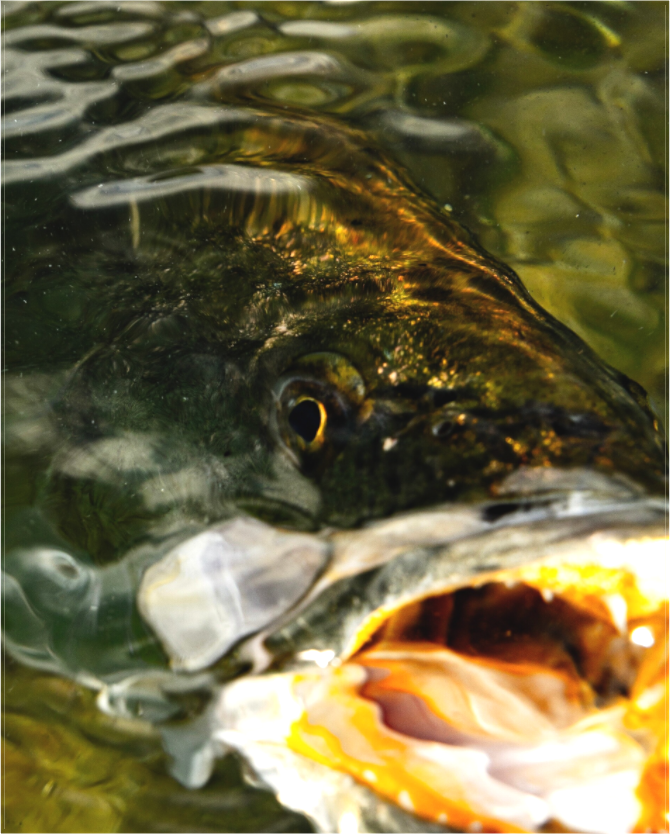 Main image Attack From Below - Texas Gold Collection