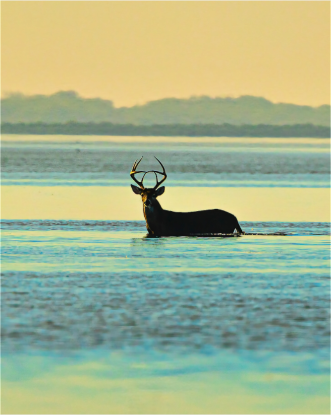 Main image LONE BUCK — LAGUNA Limited Edition