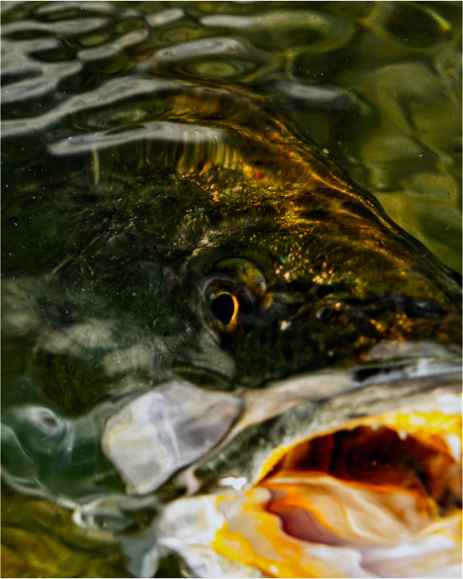Main image ATTACK FROM BELOW — LAGUNA Limited Edition