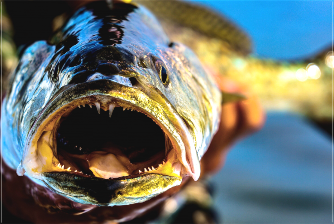 Main image Trout Portrait - Texas Gold Collection